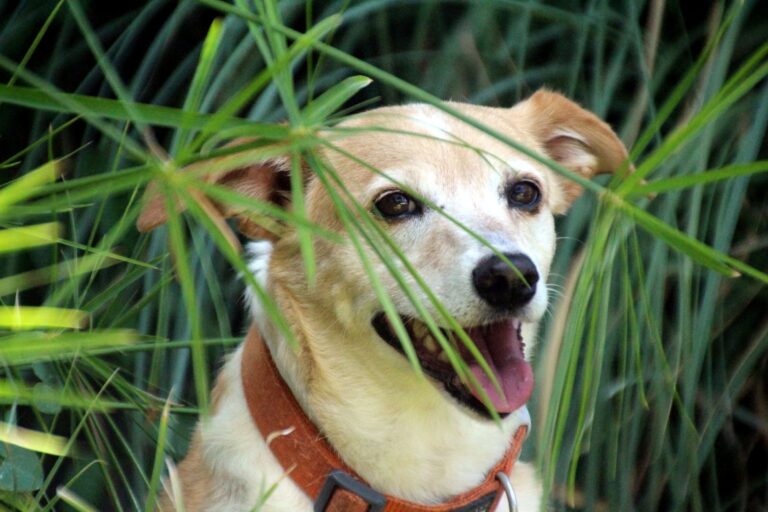 Ääniarkuus tiettyä kovaa ääntä kohtaan yleistyy herkästi myös muihin koviin ääniin