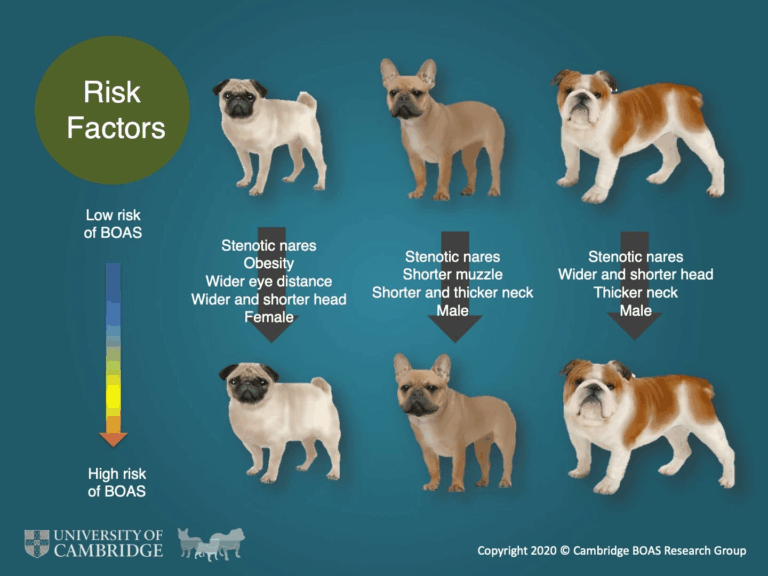 Koiran kallon muodon yhteys terveyteen