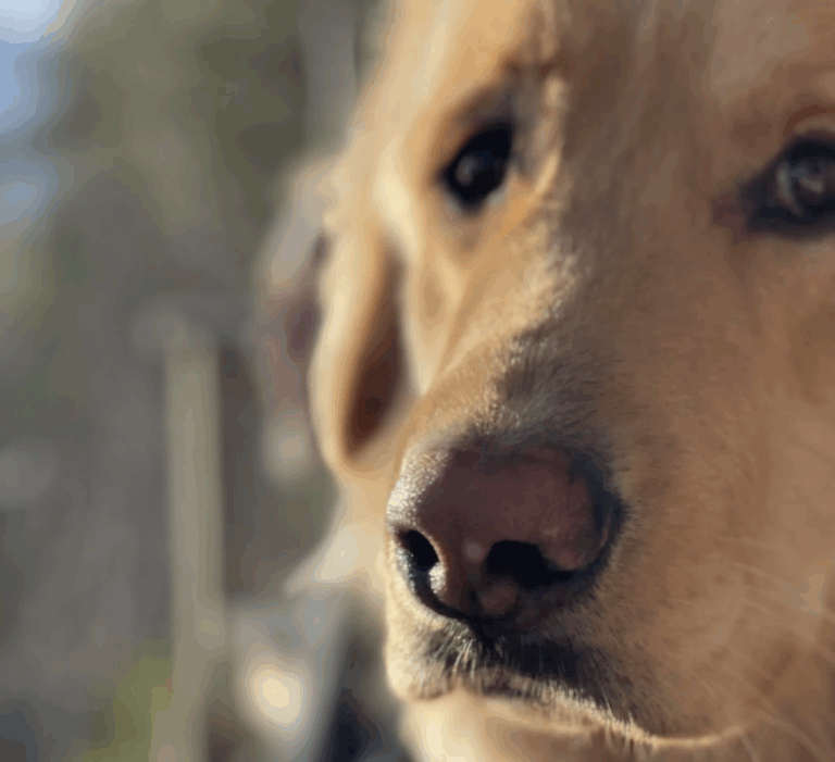 Koirien pelokkuutta ja ahdistuneisuutta voidaan hoitaa