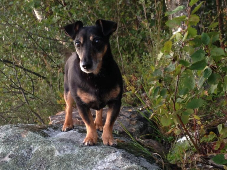 Retrogeenit – yhdestä lyhytraajaisuus, toisesta välilevyrappeuma